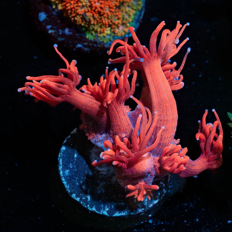 Red Goniopora
