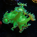 Bubble Toes Goniopora - riptide aquaculture llc