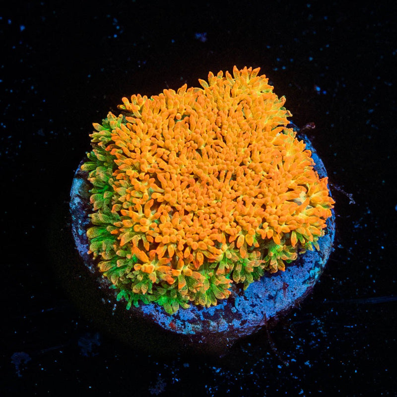 Captain Crunch Barnardapora