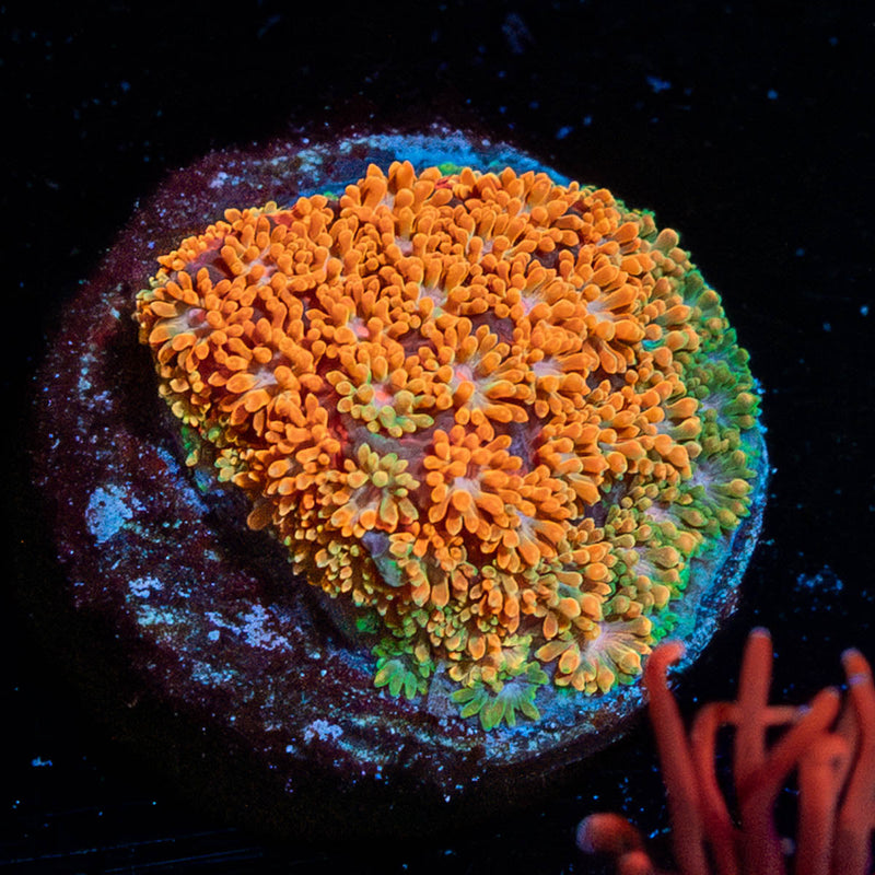 Laffy Taffy Barnardapora