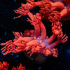 Red Goniopora 