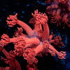 Red Goniopora 