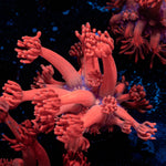 Red Goniopora 