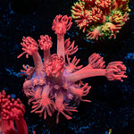 Red Goniopora - riptide aquaculture llc