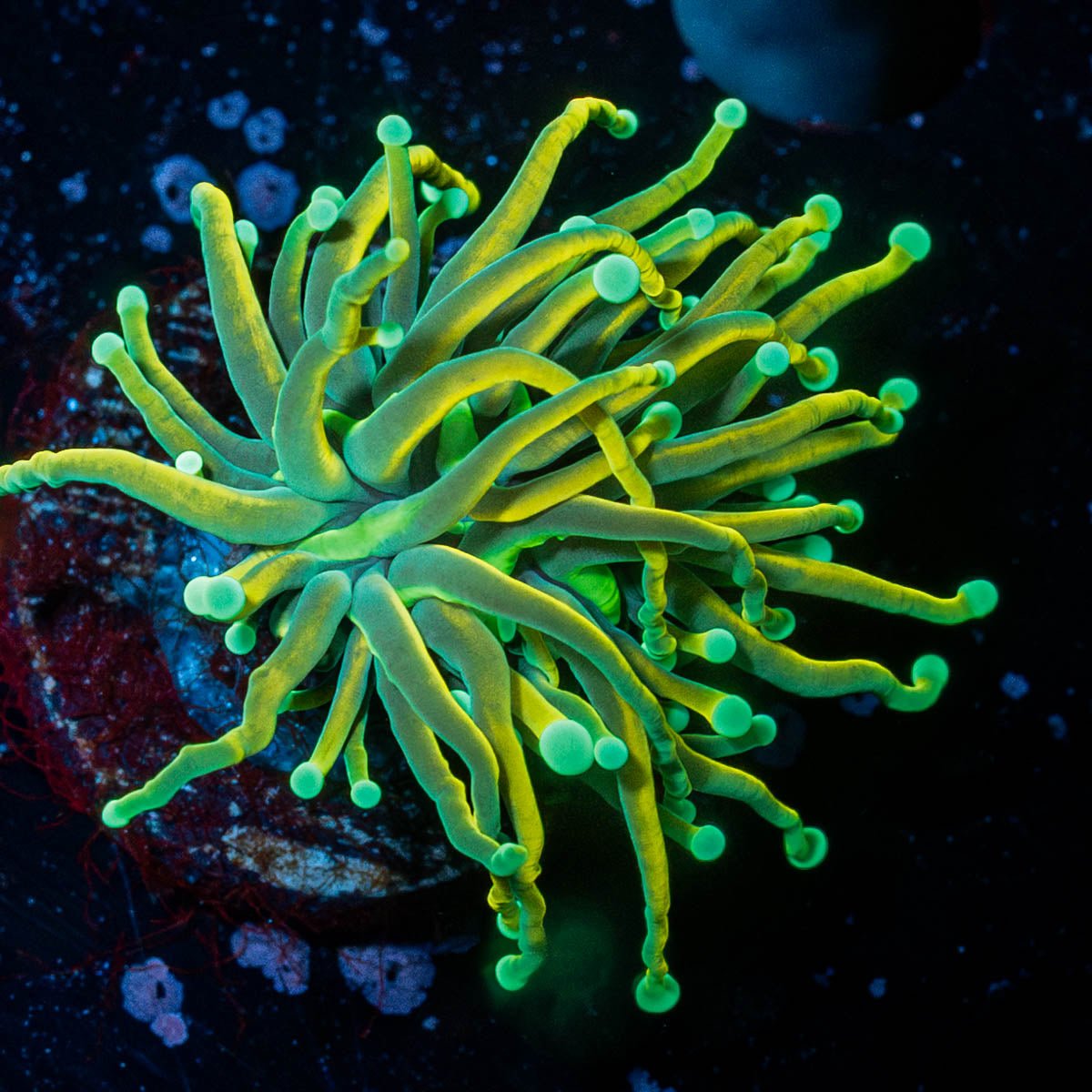 Dark Souls Torch - riptide aquaculture llc