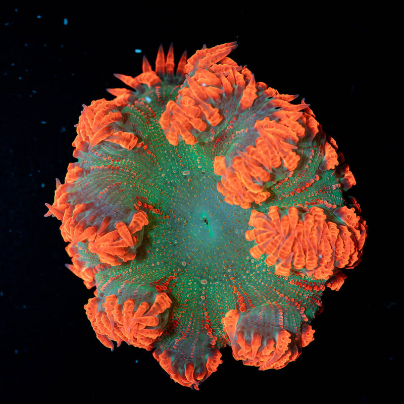 Ultra Rock Flower Anemone