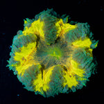 Ultra Rock Flower Anemone 