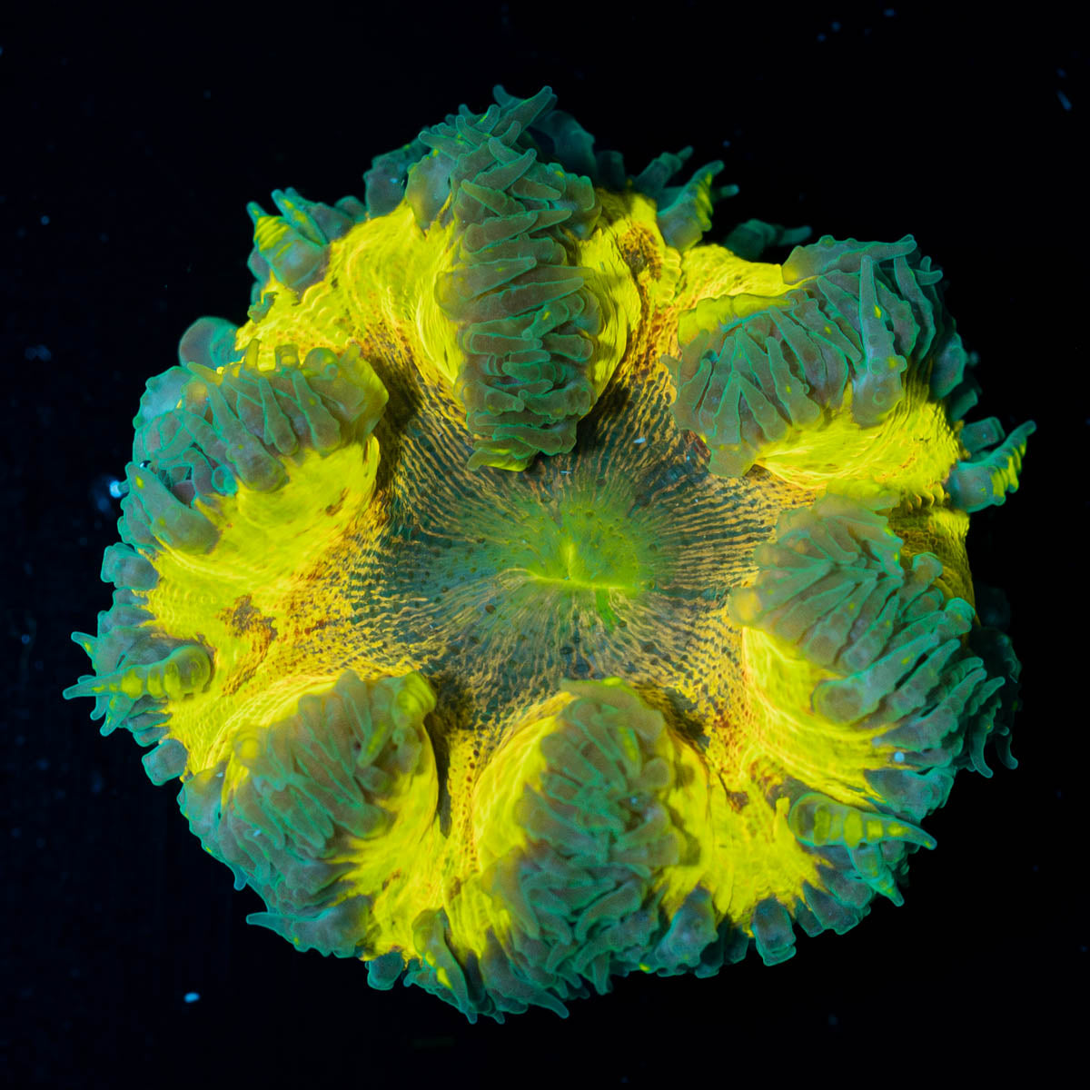 Ultra Rock Flower Anemone 