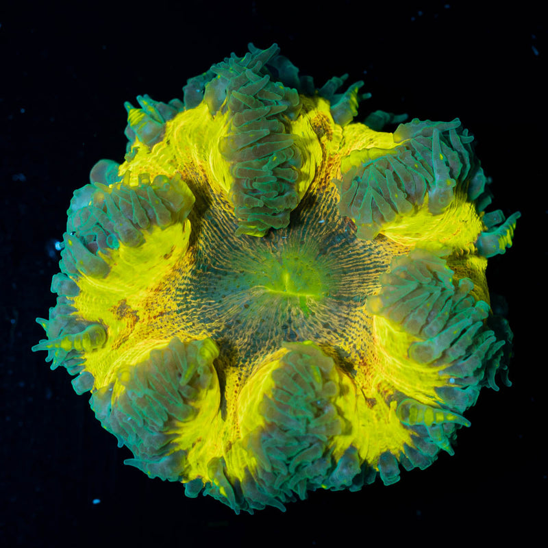 Ultra Rock Flower Anemone