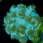 Ultra Rock Flower Anemone 