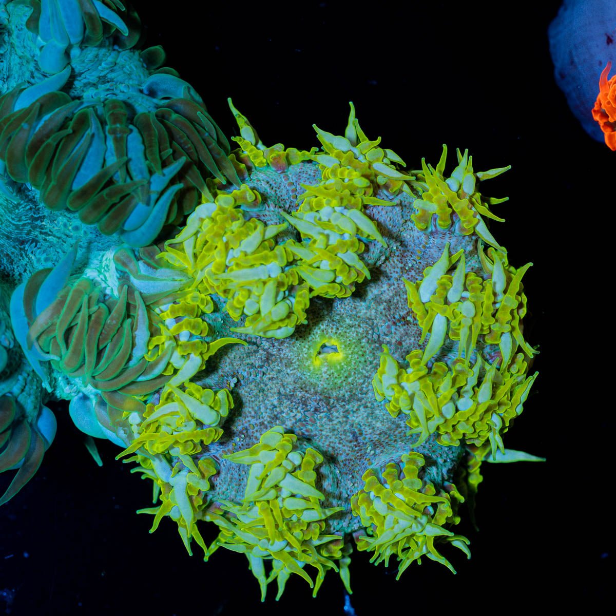 Ultra Rock Flower Anemone - riptide aquaculture llc