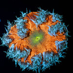 Ultra Rock Flower Anemone 