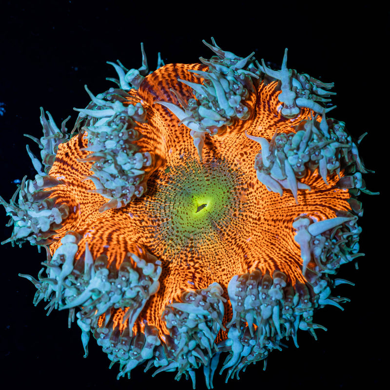 Ultra Rock Flower Anemone