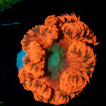Ultra Rock Flower Anemone 