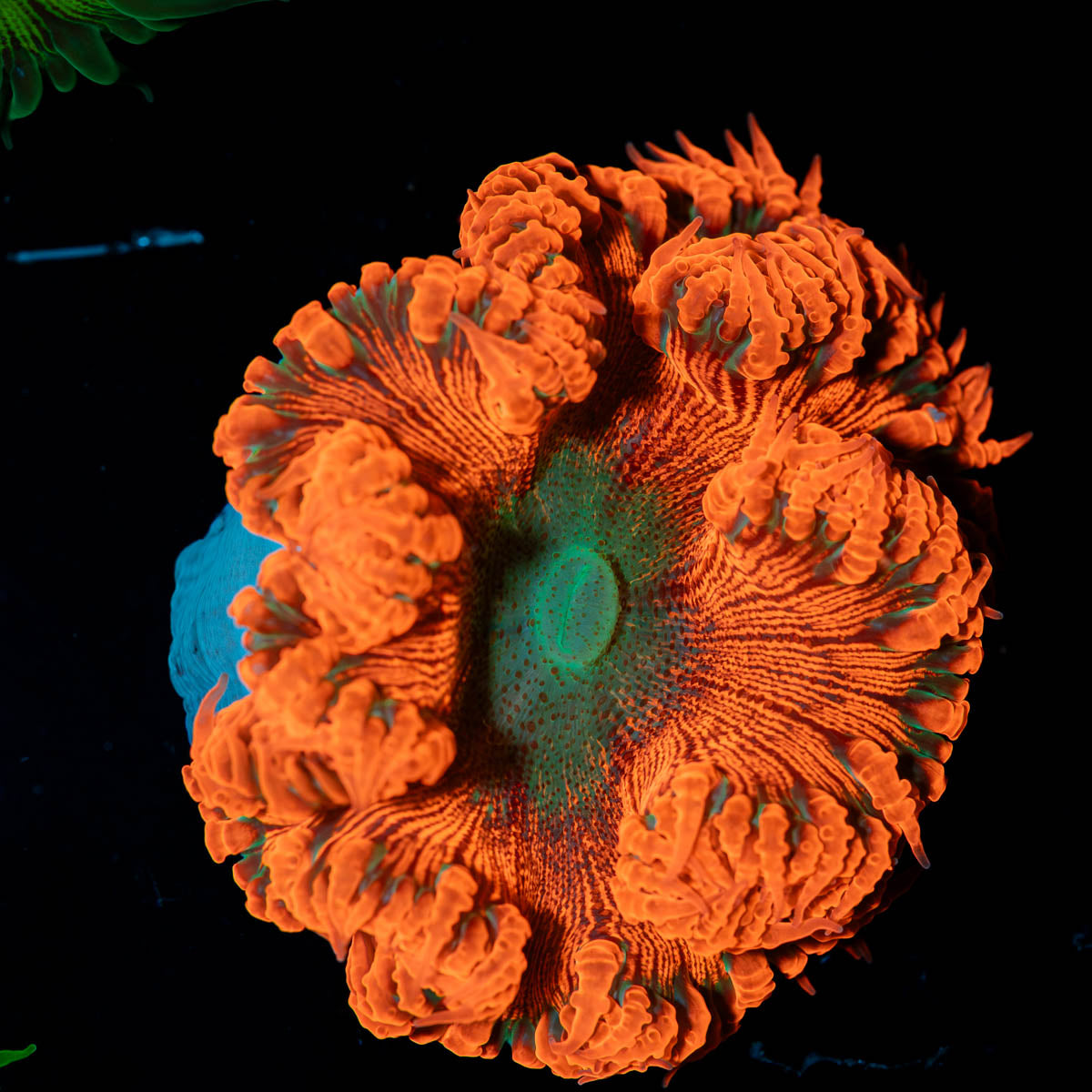 Ultra Rock Flower Anemone 