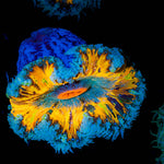 Ultra Rock Flower Anemone 