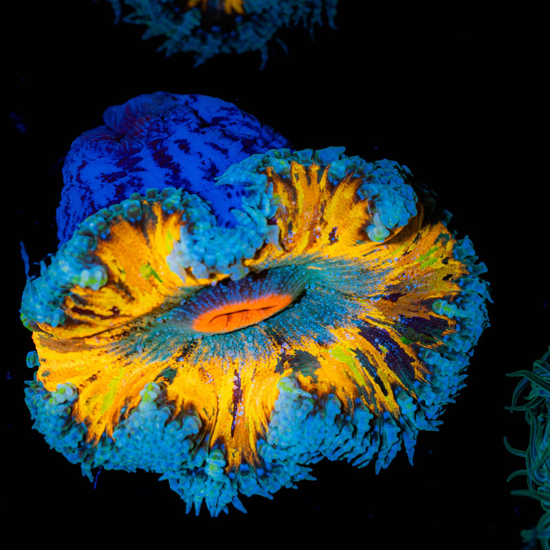 Ultra Rock Flower Anemone