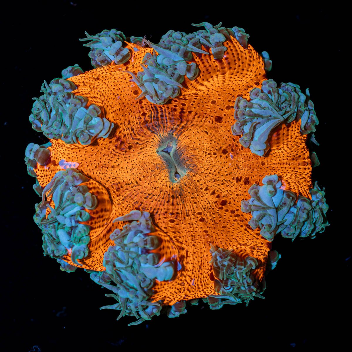 Ultra Rock Flower Anemone - riptide aquaculture llc