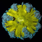 Ultra Rock Flower Anemone - riptide aquaculture llc