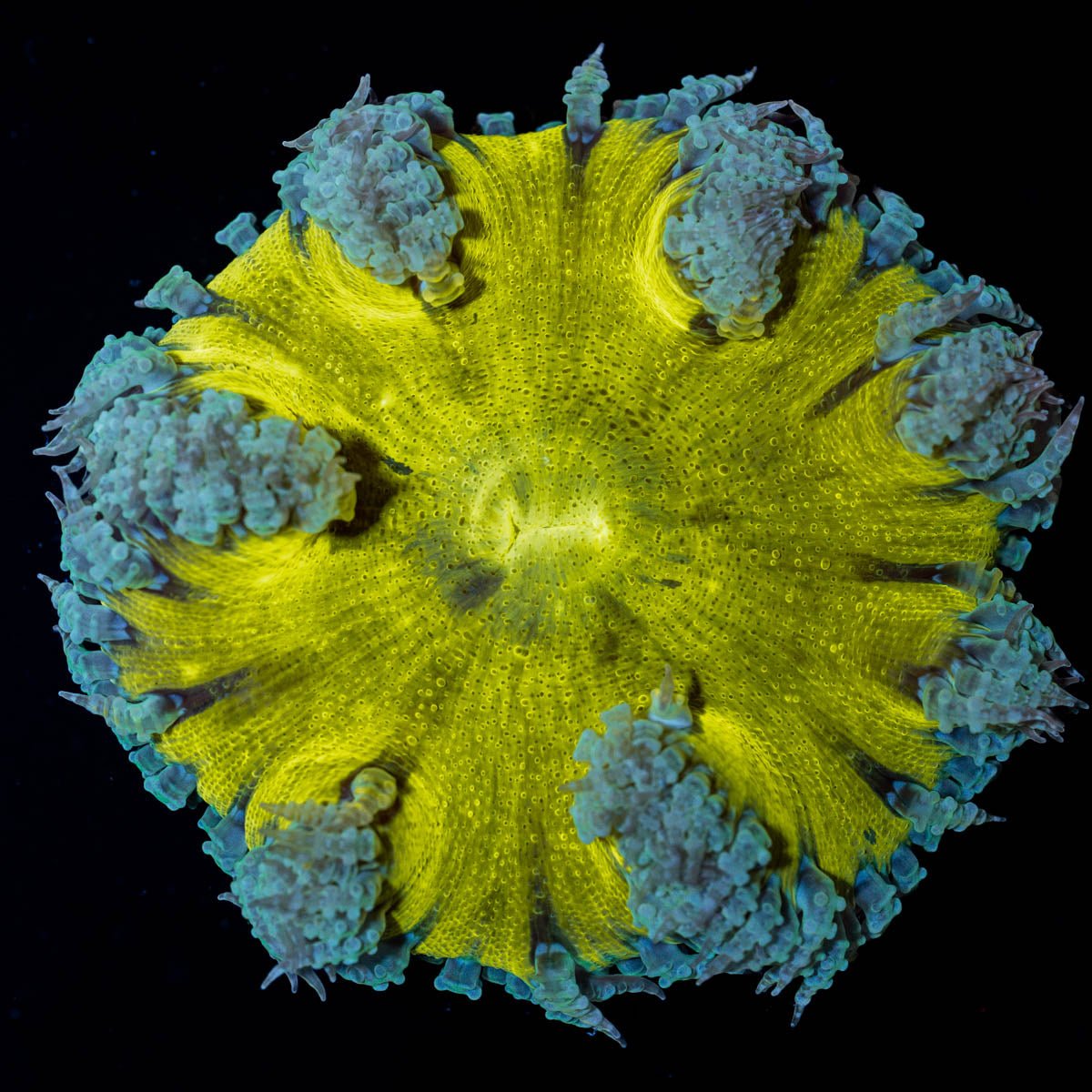 Ultra Rock Flower Anemone - riptide aquaculture llc