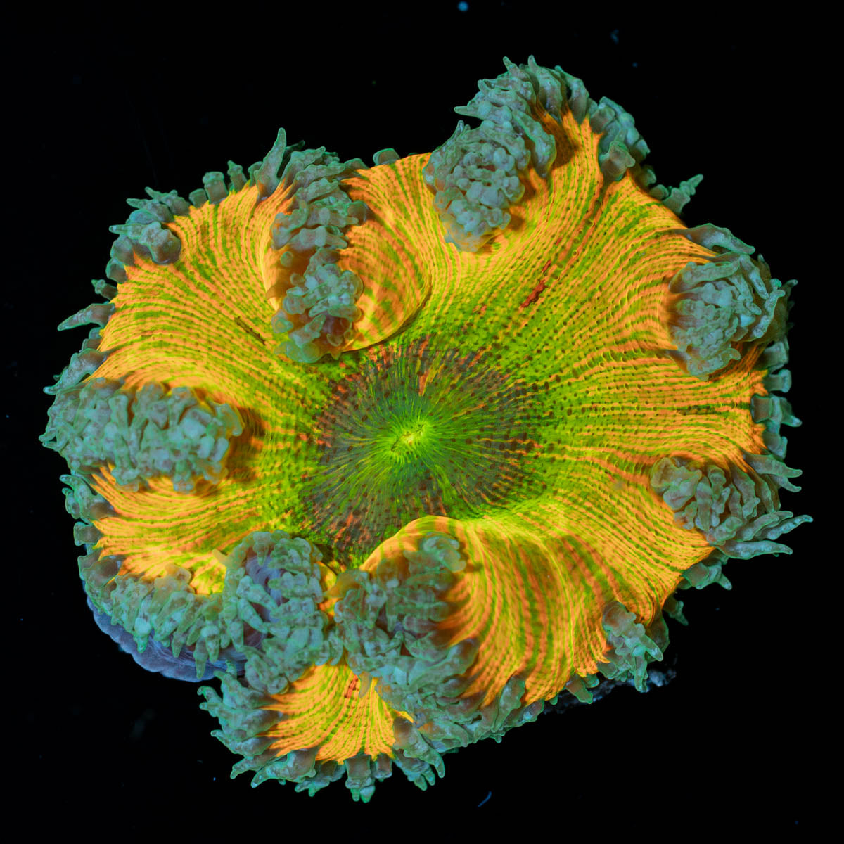 Ultra Rock Flower Anemone 