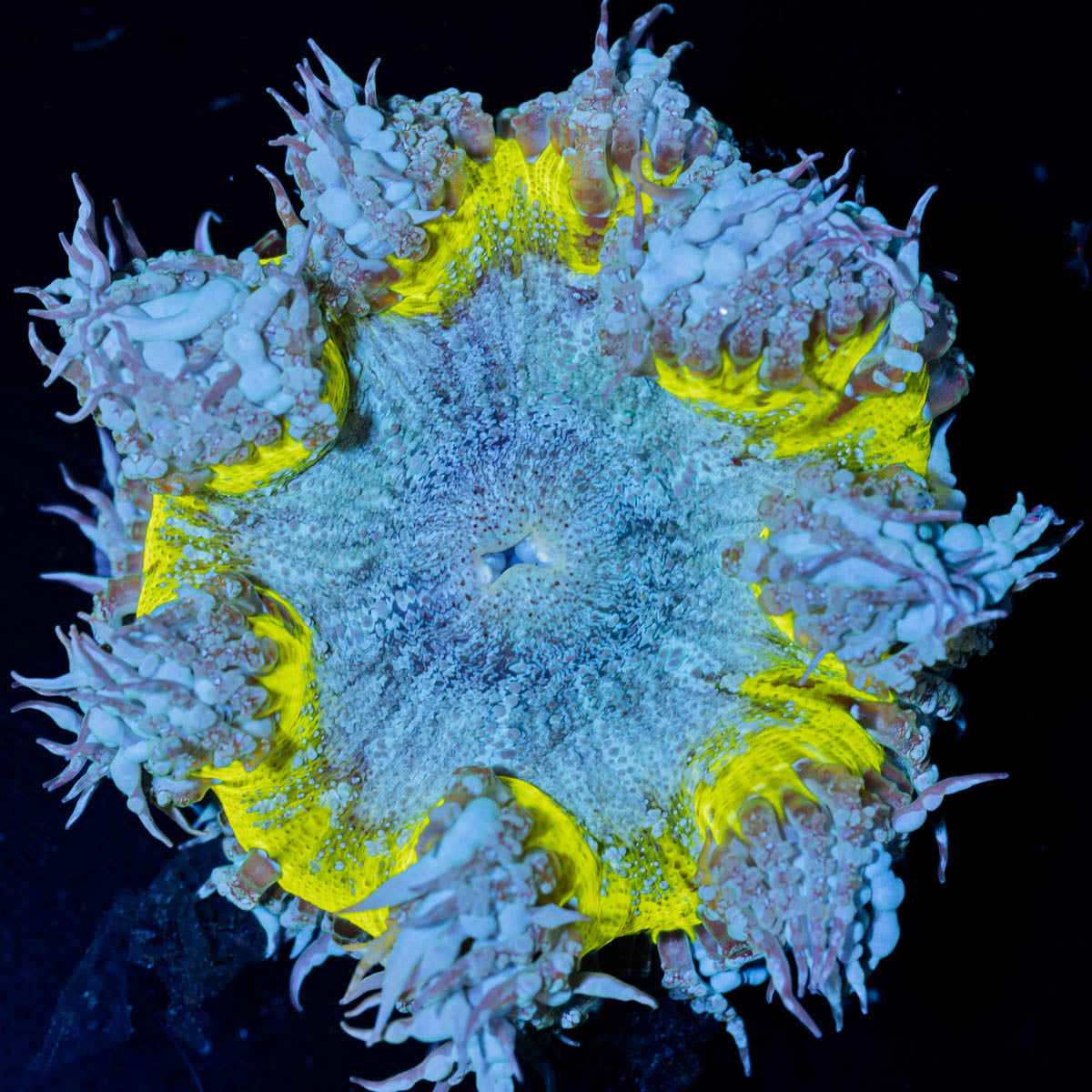 Ultra Rock Flower Anemone 