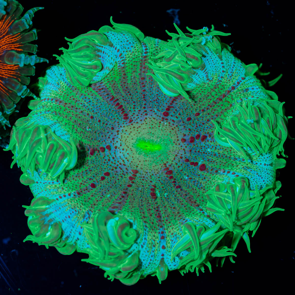 Ultra Rock Flower Anemone 