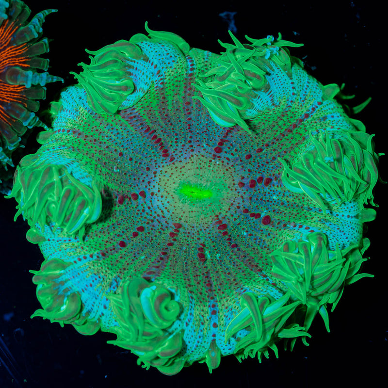 Ultra Rock Flower Anemone