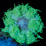 Ultra Rock Flower Anemone 