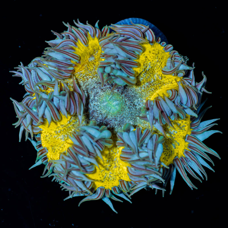 Ultra Rock Flower Anemone