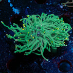 Green with yellow tip torch - riptide aquaculture llc