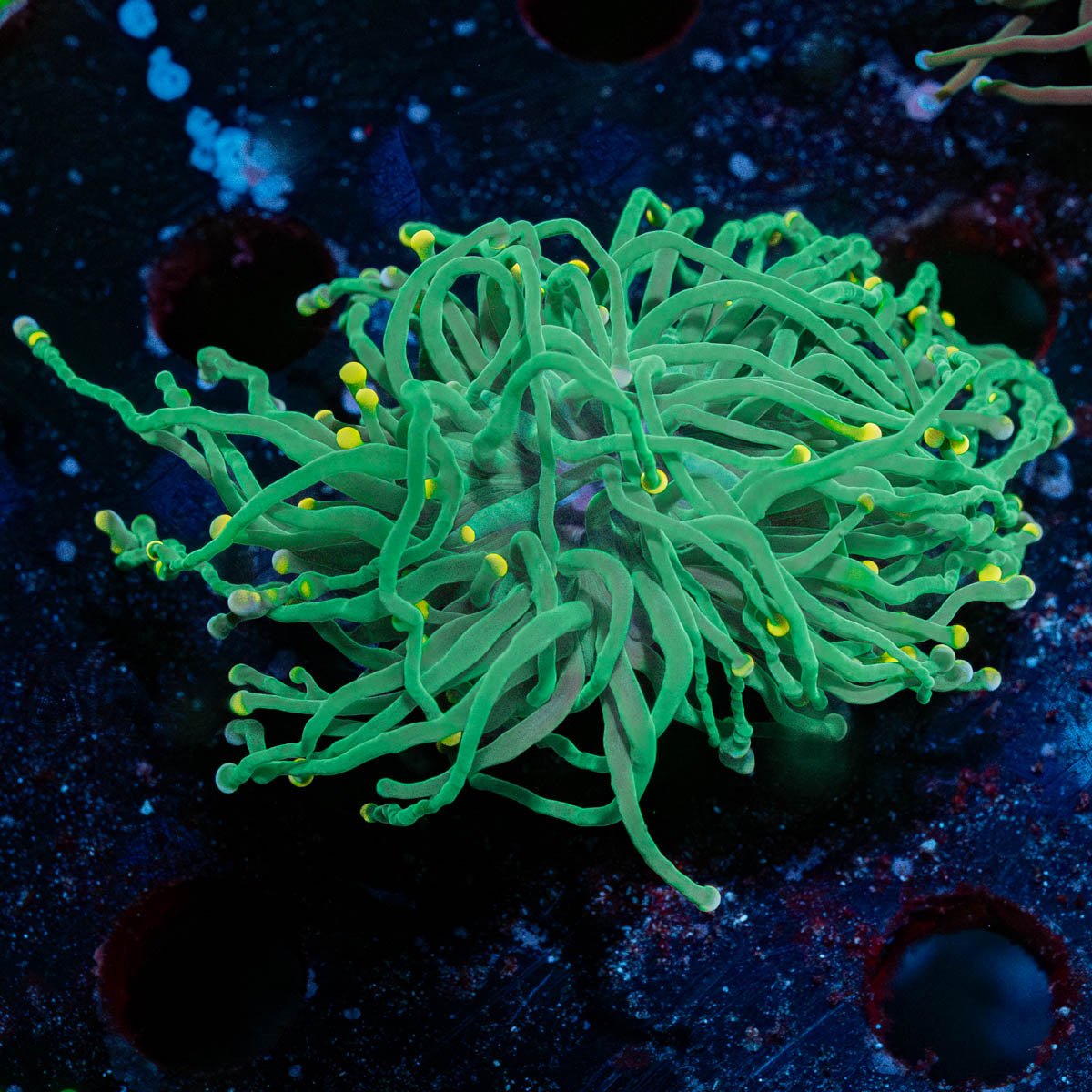 Green with yellow tip torch - riptide aquaculture llc