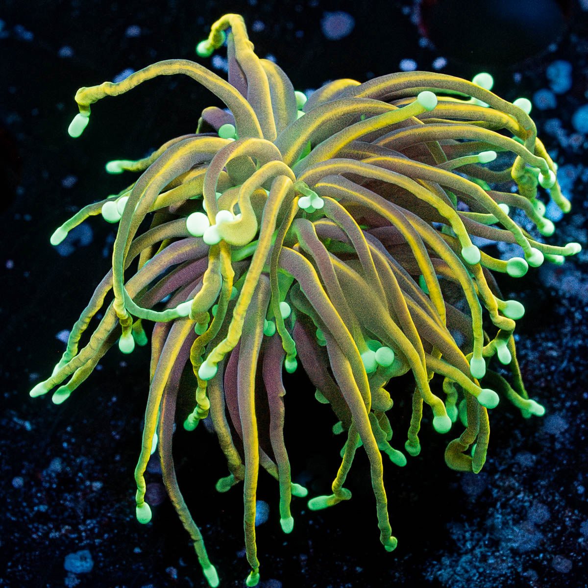 21 Tails Torch - riptide aquaculture llc