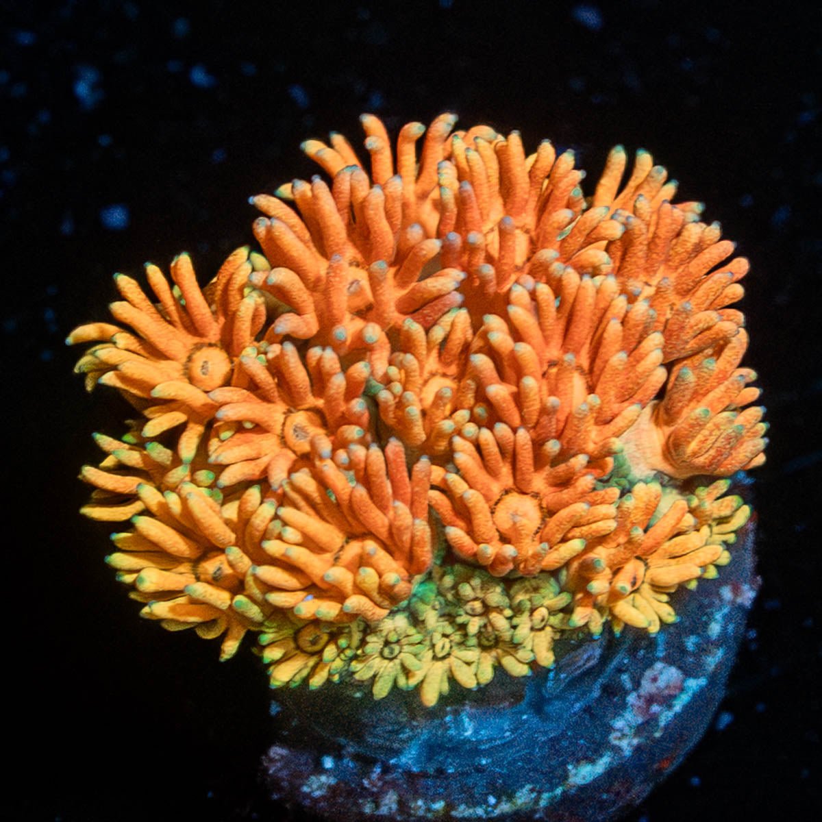 Juice Fruit Goniopora - riptide aquaculture llc