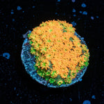 Captain Crunch Barnardapora - riptide aquaculture llc