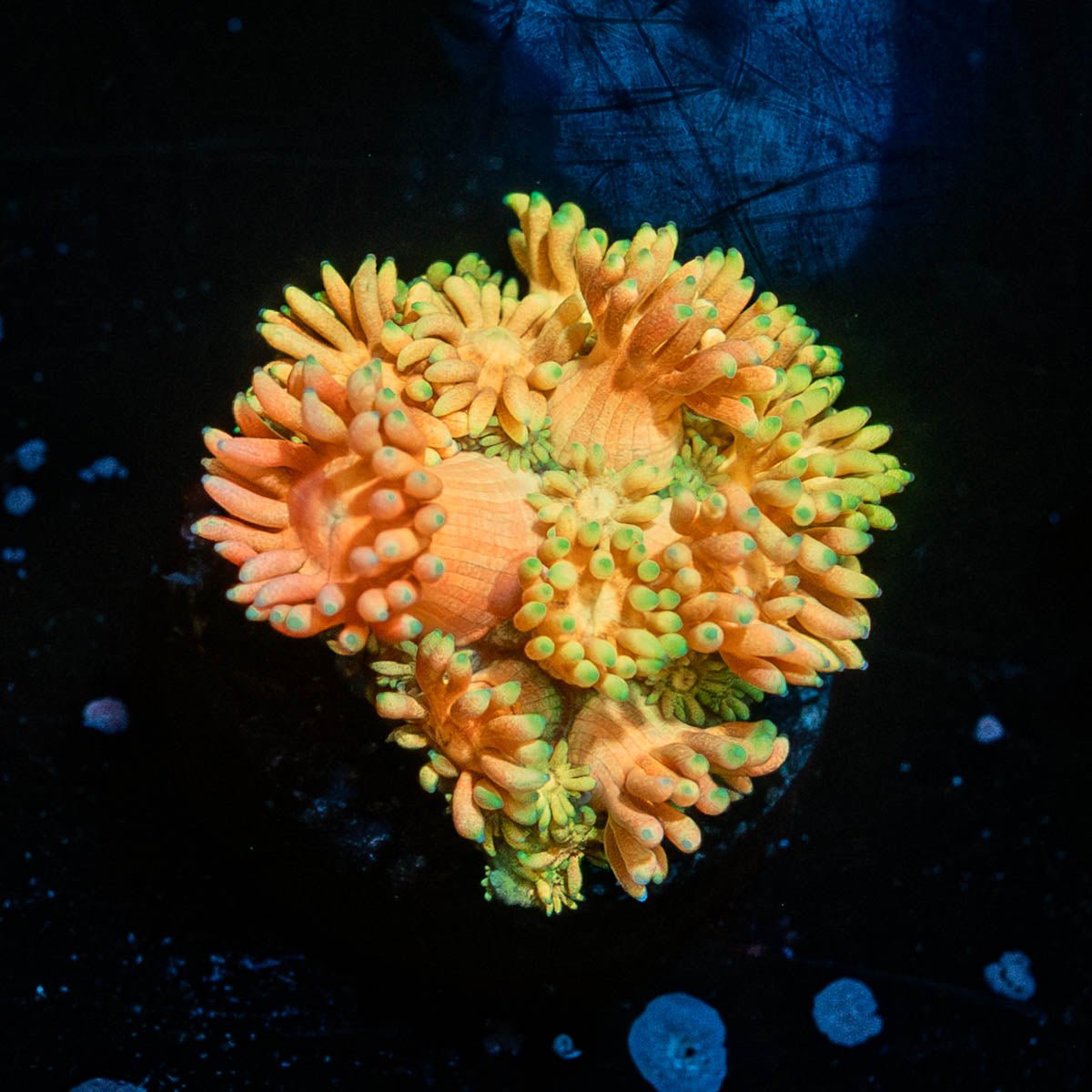 Juice Fruit Goniopora - riptide aquaculture llc