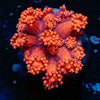 Red Goniopora - riptide aquaculture llc