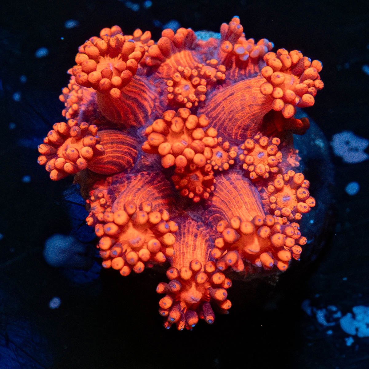 Red Goniopora - riptide aquaculture llc