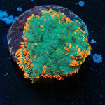 Rhodactis Mushroom - riptide aquaculture llc