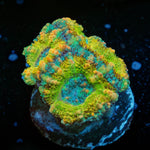 Thunder Shock Acan - riptide aquaculture llc