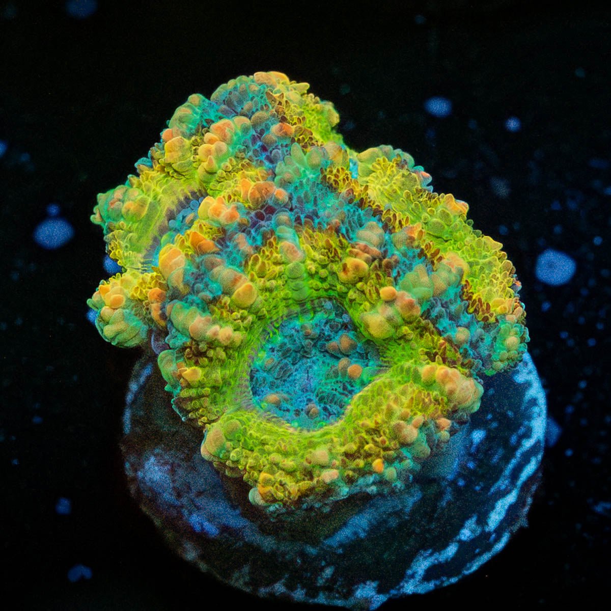 Thunder Shock Acan - riptide aquaculture llc