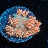 Hunch Punch Goniopora - riptide aquaculture llc