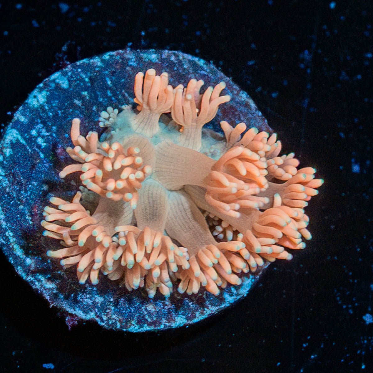 Hunch Punch Goniopora - riptide aquaculture llc