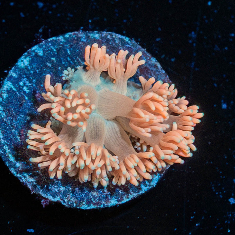 Hunch Punch Goniopora