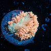 Hunch Punch Goniopora - riptide aquaculture llc