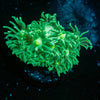 Toxic Green Goniopora - riptide aquaculture llc
