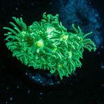 Toxic Green Goniopora - riptide aquaculture llc