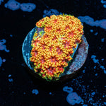 Rainbow Barnardapora - riptide aquaculture llc