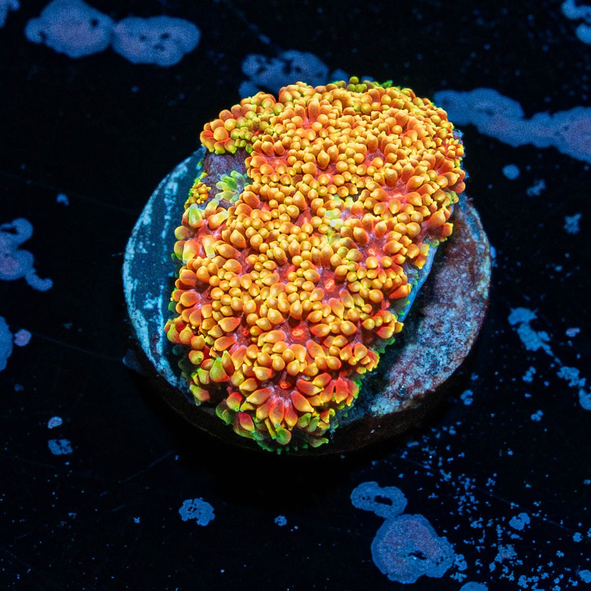 Rainbow Barnardapora - riptide aquaculture llc