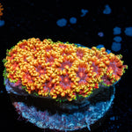 Rainbow Barnardapora - riptide aquaculture llc